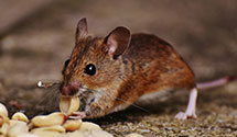24 Hour & Emergency Exterminators in Burlington, ND